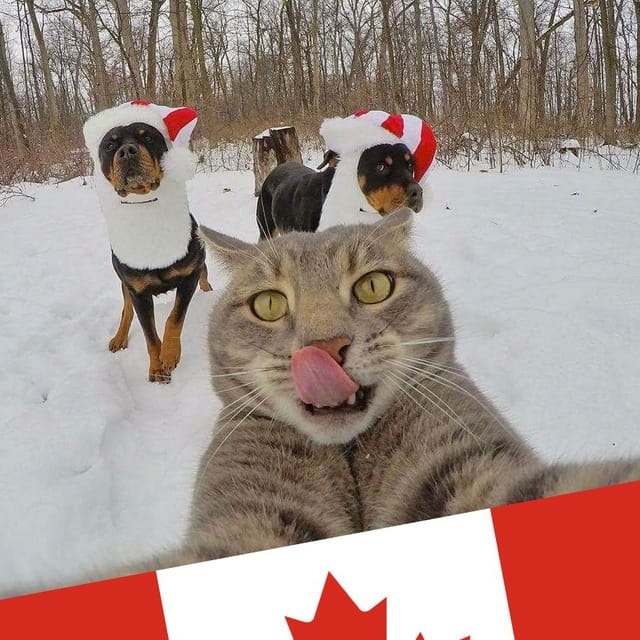 CanadaCat — Canada Québec Montréal Gaspésie